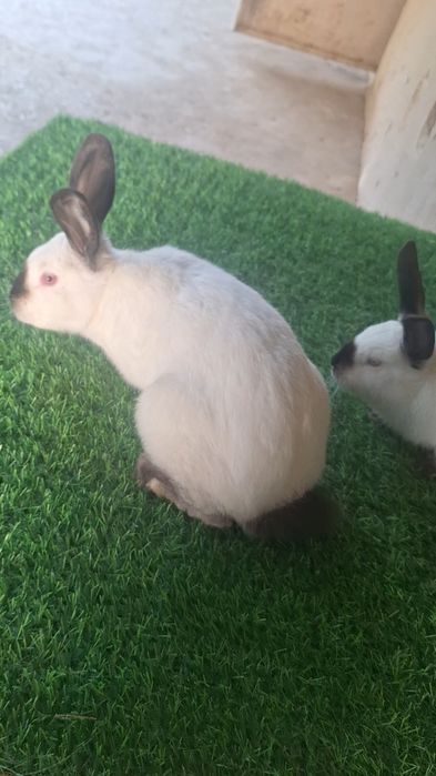 Кролики  Калифорния