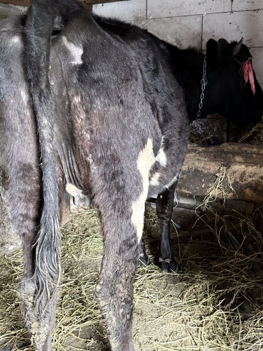 Vand/schimb Junica gestanta