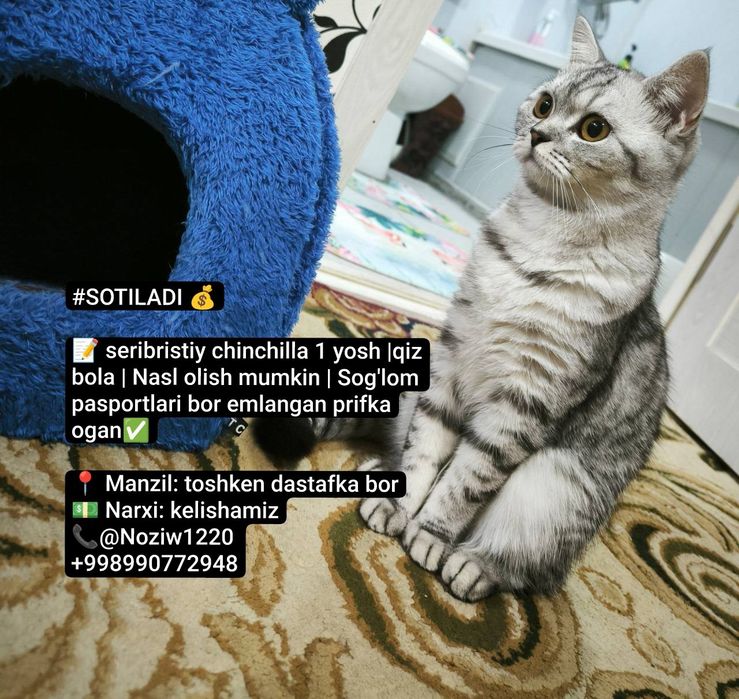 Serebristiy shinshila