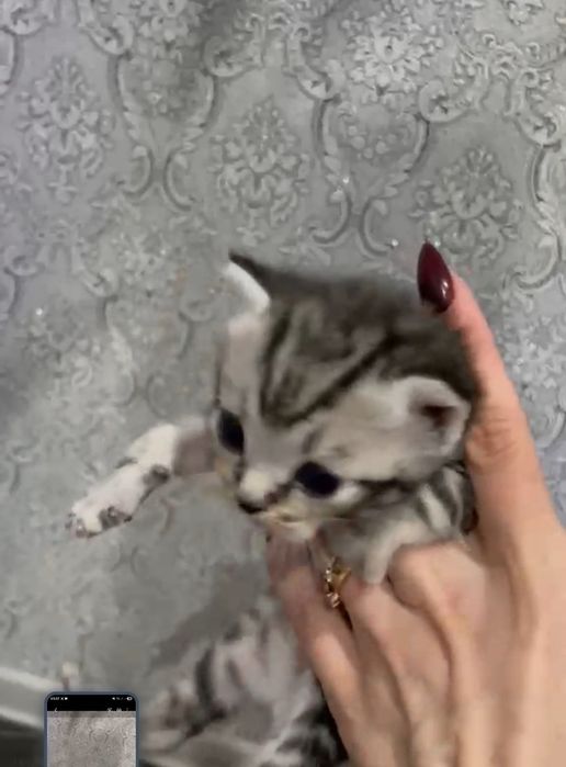 Чистокровные британцы