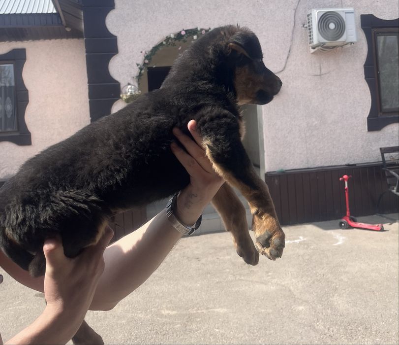 Щенок ВЕО мальчик