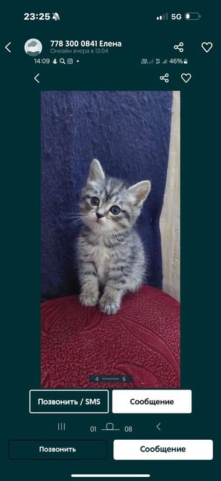 Британская короткошерстная.г.Шымкент.