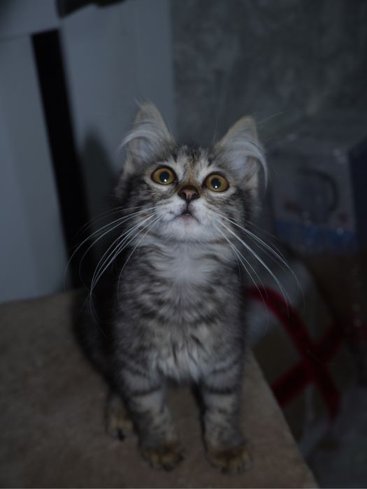 Котенок в добрые руки