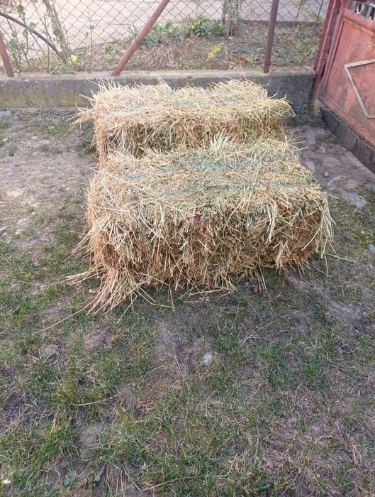 Vând baloti de lucernă