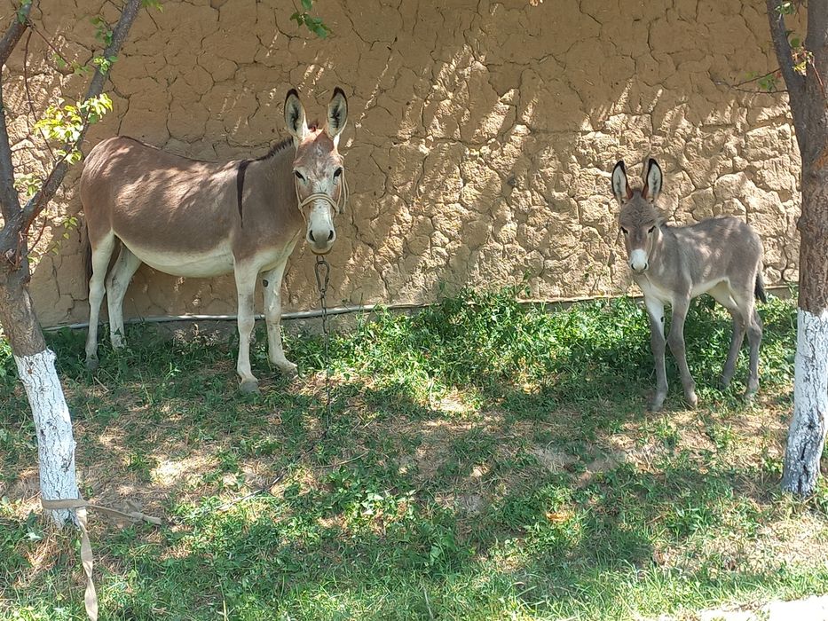 Yalangoch surat otkinchilarni hayratda qoldiradi.