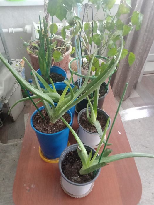 Продаются алоэ Вера
