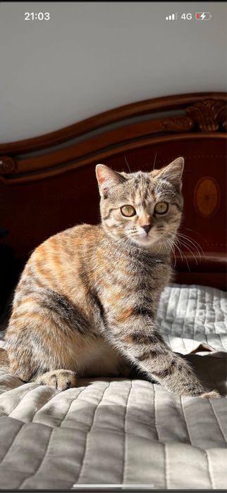 Продам очеровательного котенка