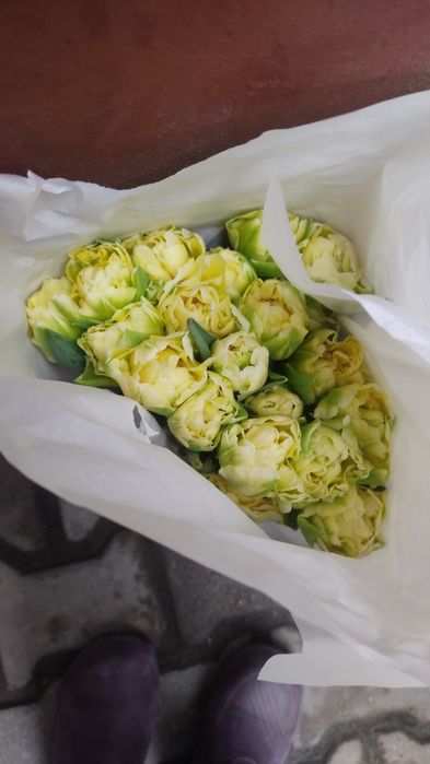 Тюльпаны, свежие с теплицы