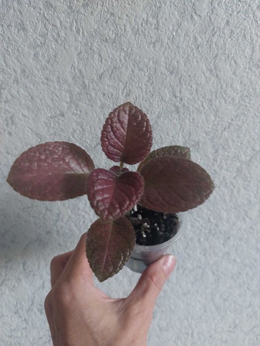 Продам комнатные растения.