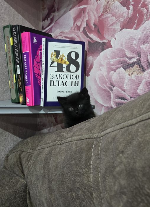Котята шотландцы.( 2 - девочки)