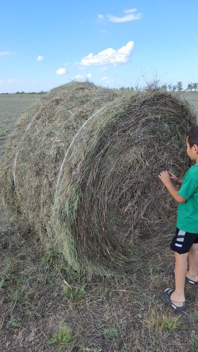 Сено рулон 300 кг разнотравье