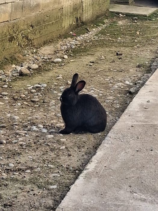 Қояндар, парода великан