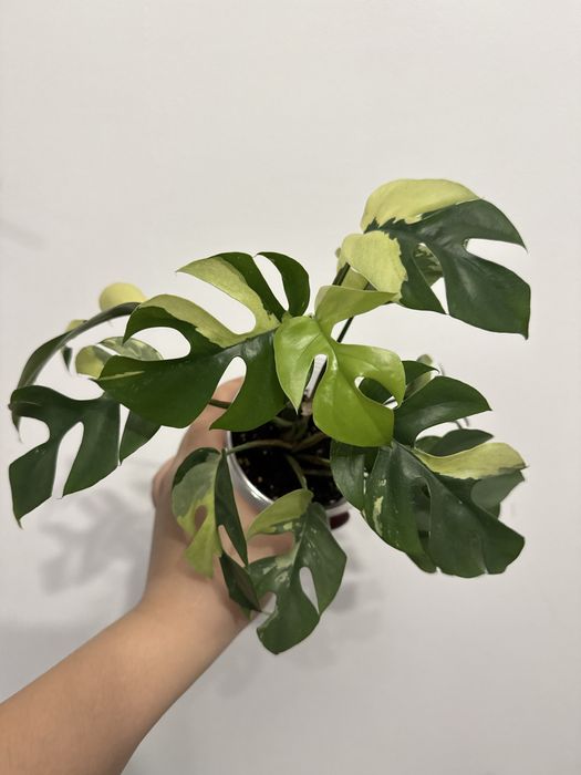 Рафидофора тетрасперма вариегатная