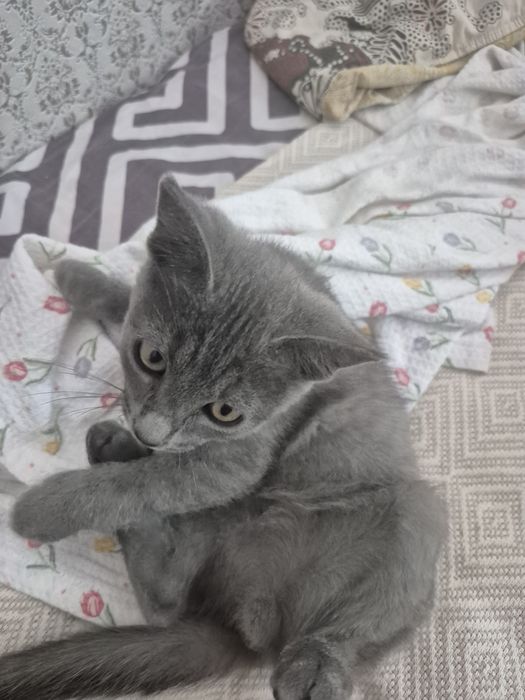Продам котёнка в хорошие руки