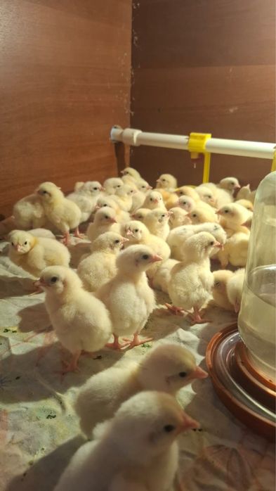 Продам  цыплят коп 500