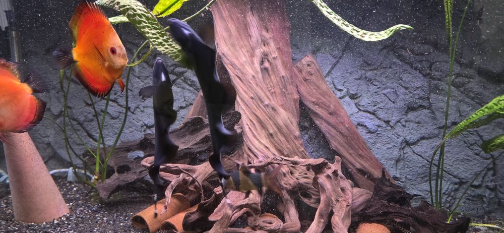 Продавам риба нож 2 бр