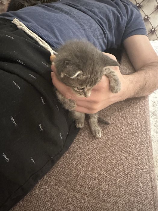 Отдам хорошие руки