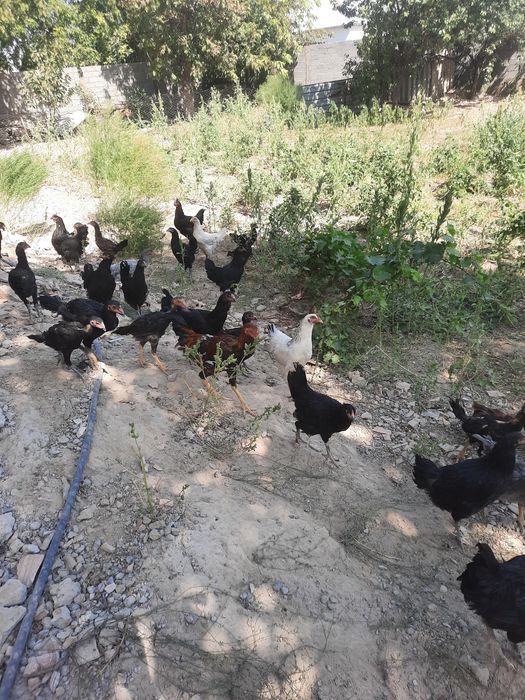 Домашний куры.срочно продам