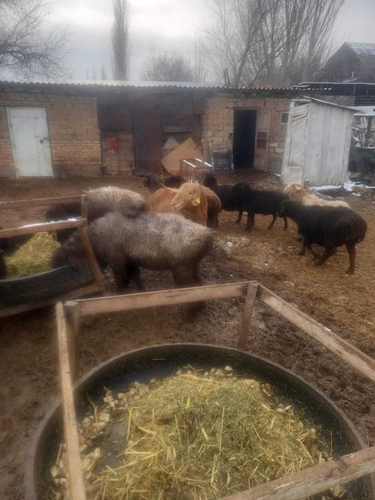 Семіз байлауда тұрған тоқтылар мен қойлар