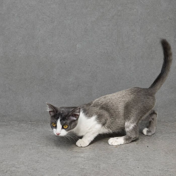 Котенок мальчик 3 месяца