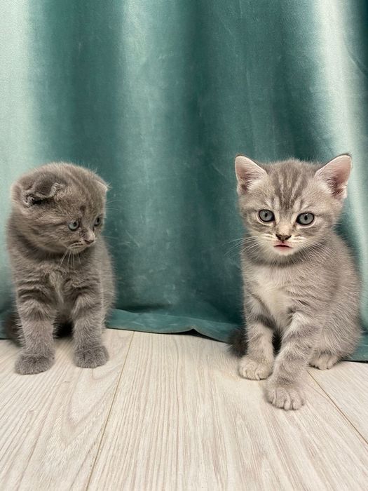 Котята шотландские