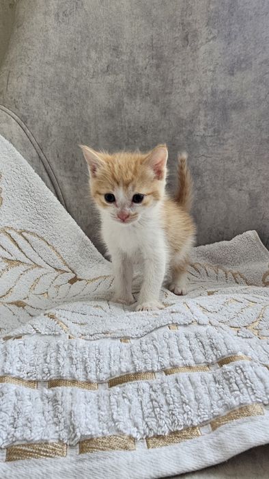 Милый котенок ждет своего хозяина