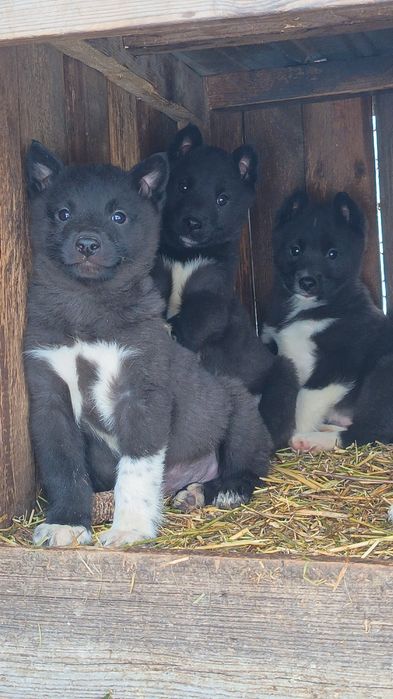 Лайка русско европейская