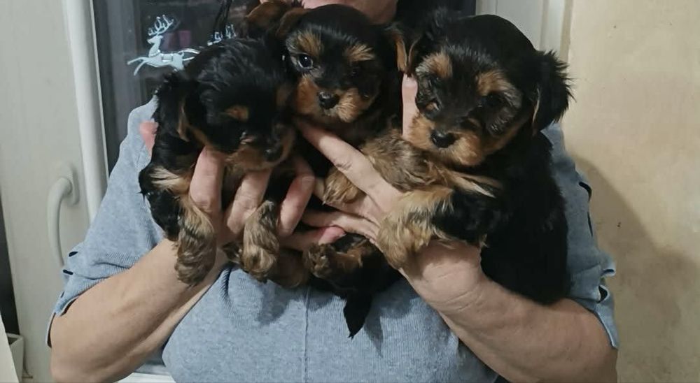 Йоркширски териер мъжки и женски