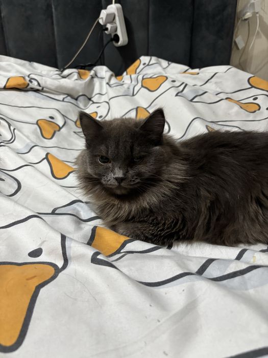 Отдам красивого котика