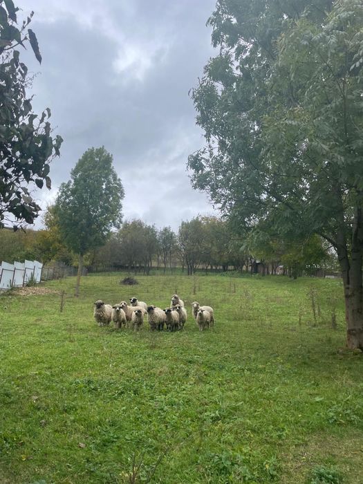 Teren intravilan 1.608 mp Mărtinești – lac în față