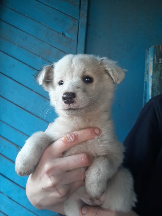 отдам щенят щенят