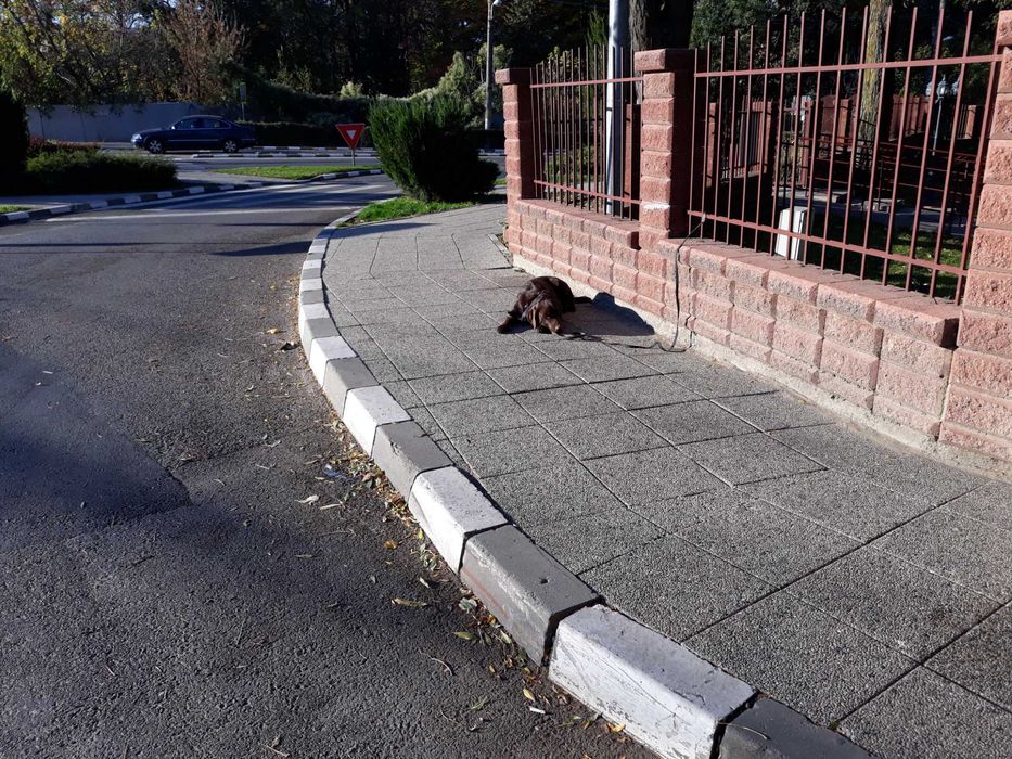servicii de dresaj si pensiune canina