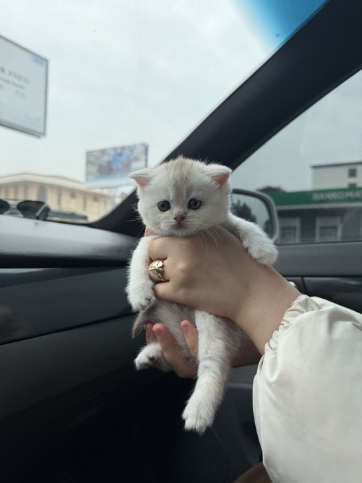 British shor hair chinchilla
