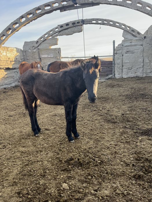 Әдемі порно көру