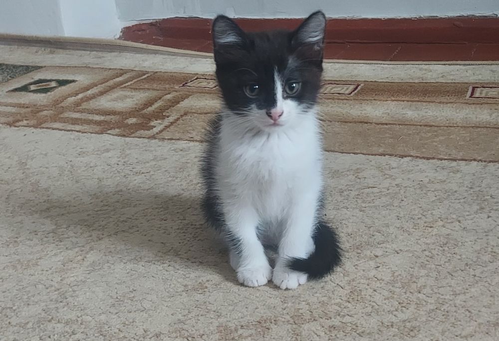 Отдам котят добрые руки