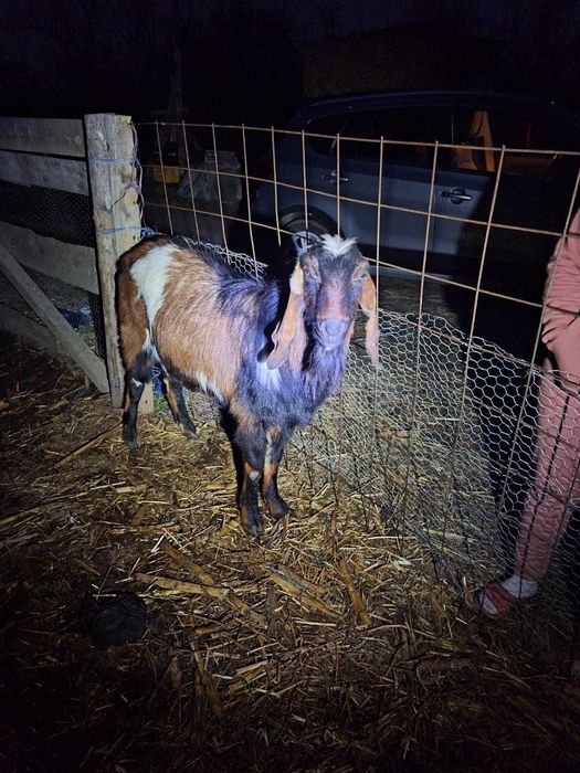 Vand capre pret negociabil