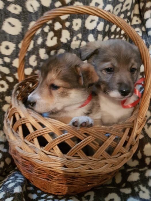 Симпатичные щенки в хорошие руки.