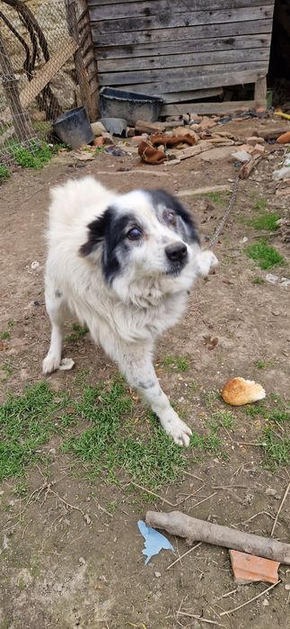 Donez/ Dau spre adopție 3 câini