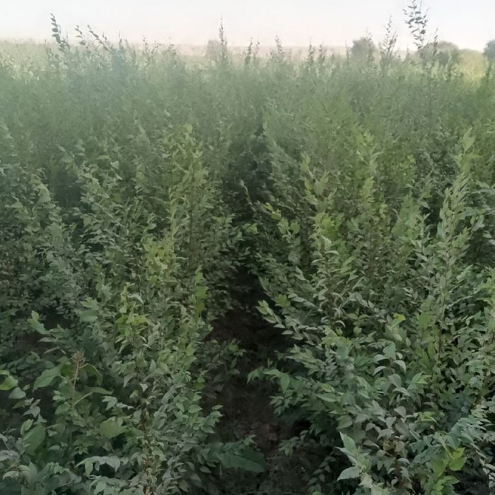 Qayragoch kuchatlari, Гужум кучати