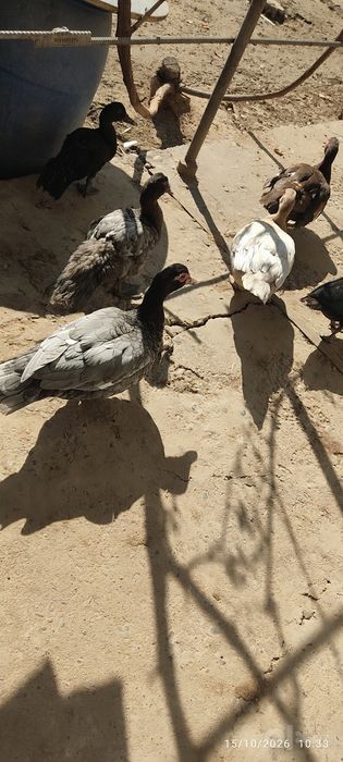 Yirik Muskus oʻrdaklar rangli  ,(bolalari ham bor oʻrta yoshli )