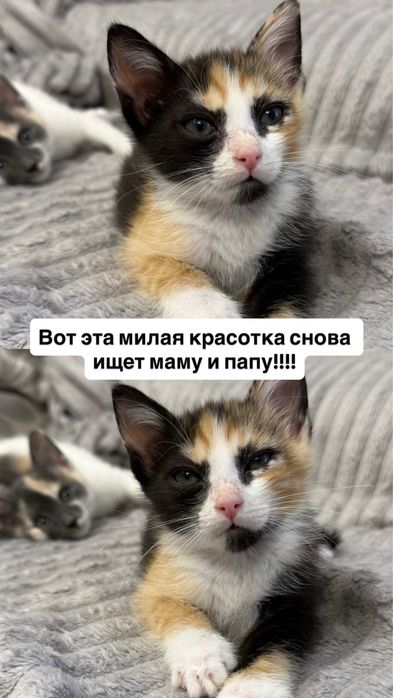 Котенок 2 месяца. Алматы