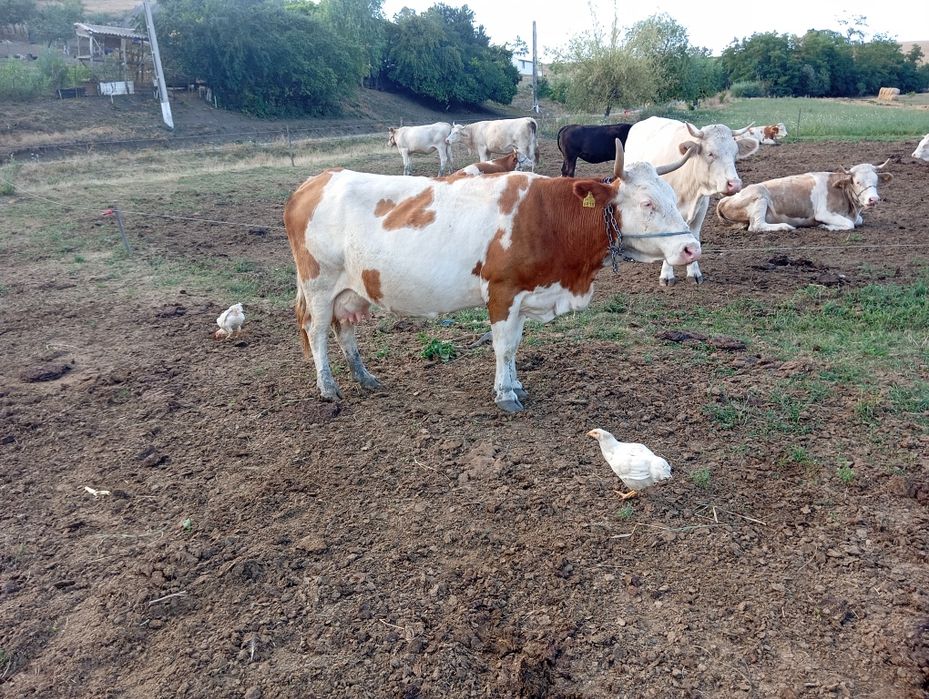 De vânzare vaca buna de lapte