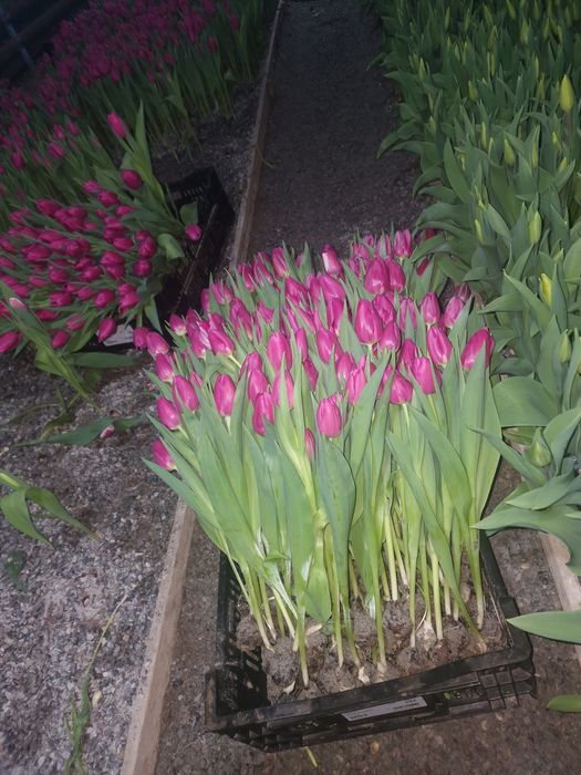 Тюльпаны крупные оптом