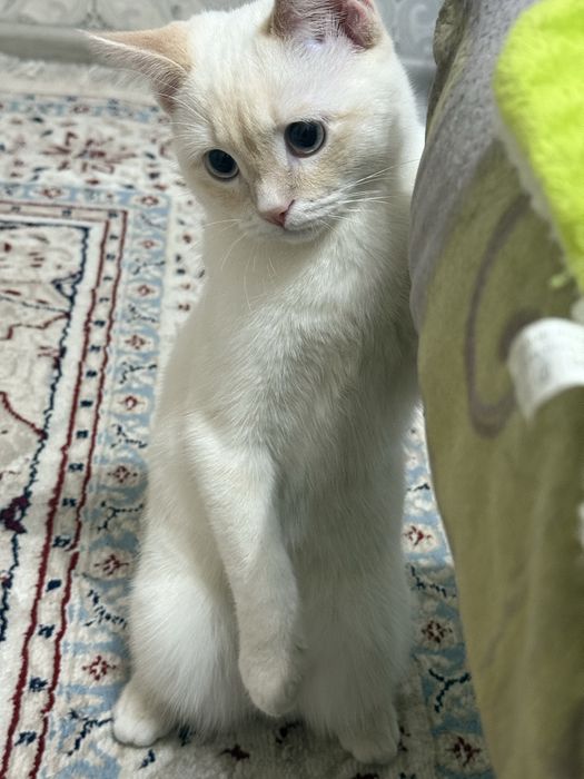 Вязка кот белый скоттиш страйт