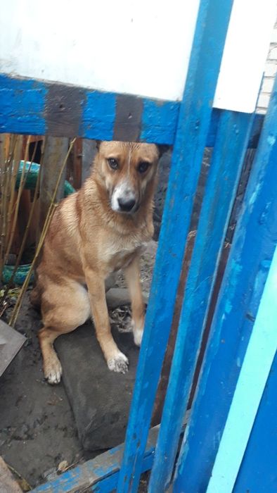 Отдам в добрые руки