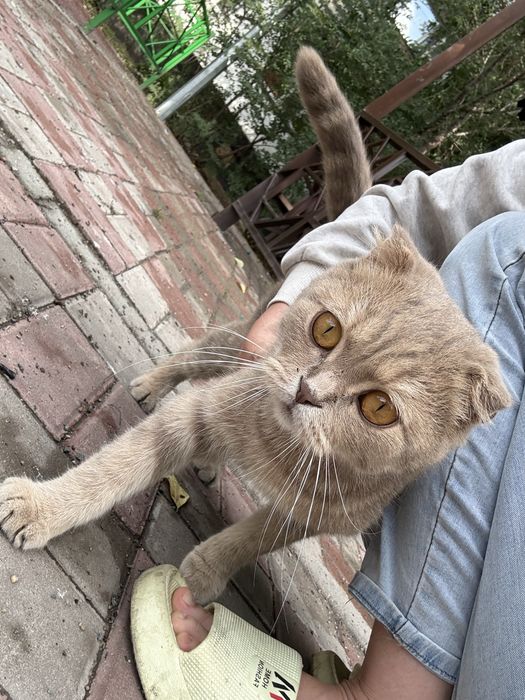 Срочно очень срочно в добрые руки