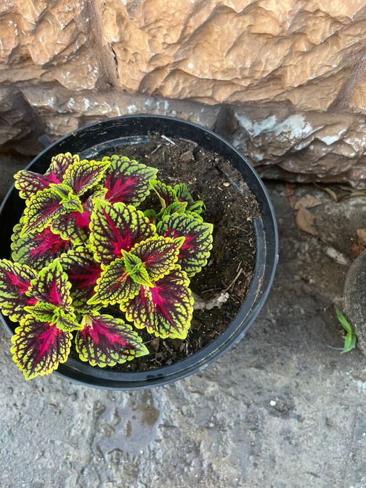 колеусы Разные         цветы.