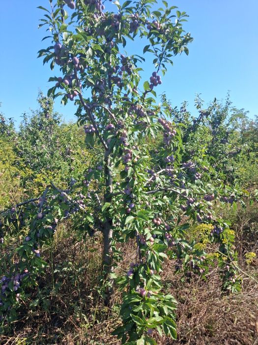 Vând prune pentru masa,dulceață,compot,țuică