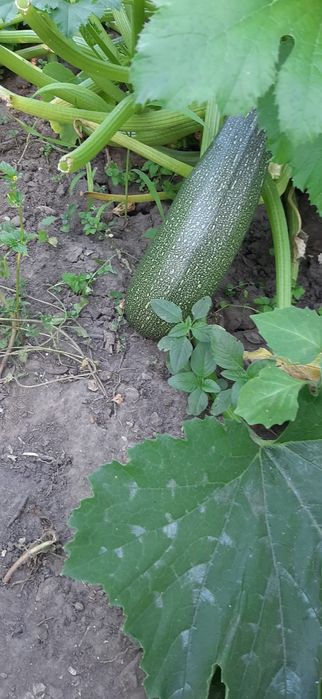 Castraveti  murati