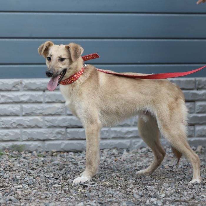 Милый Май, 11 мес., в поисках семьи